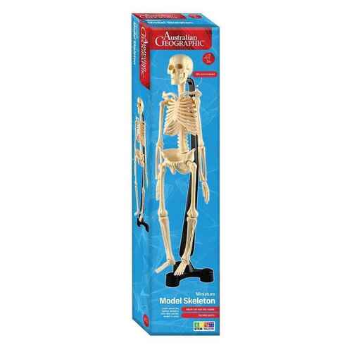 Australian Geographic Miniature Model Skeleton